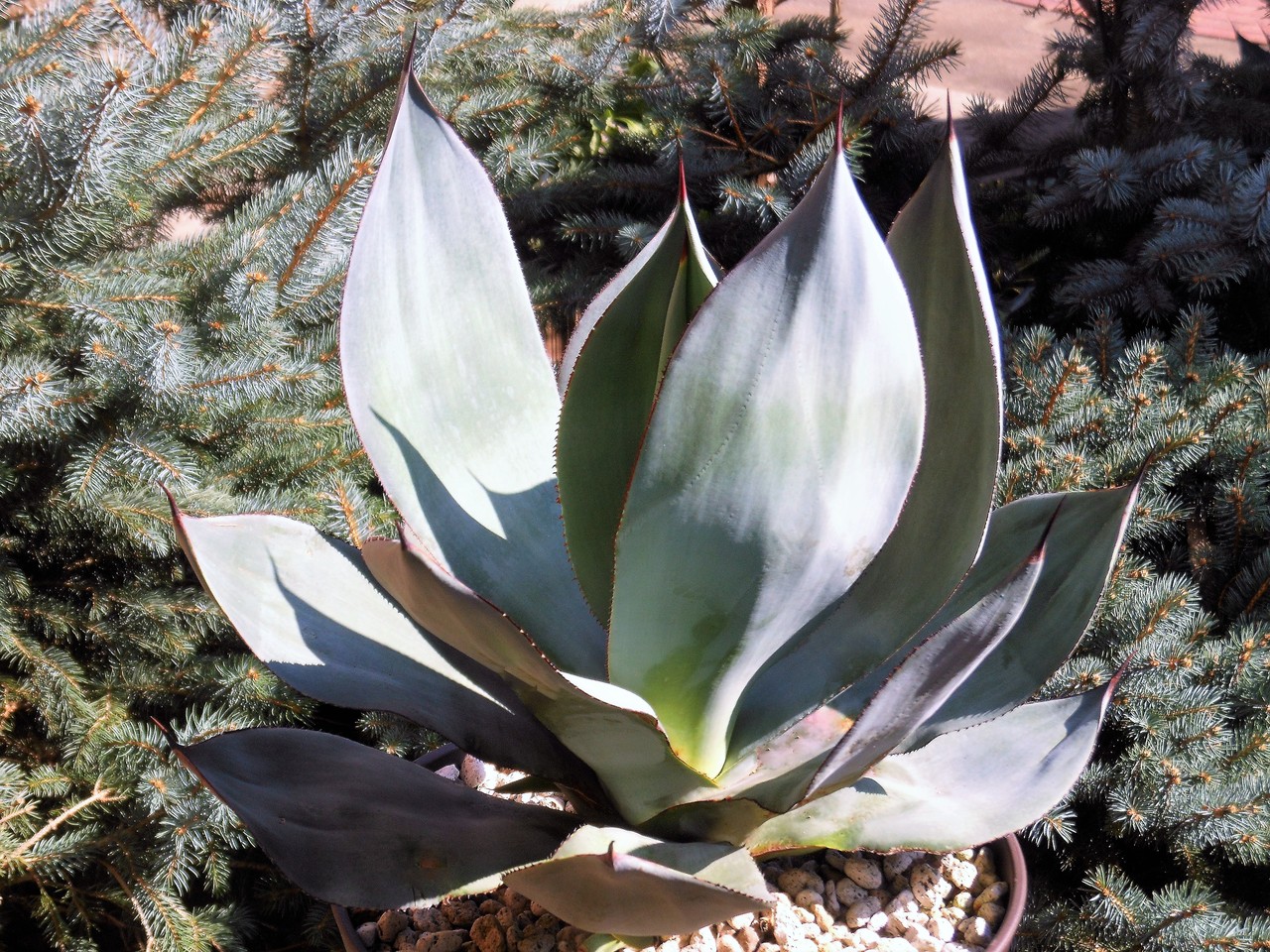 アガベ』【セルシー ノバ】 : 【BOTANICAL MAJESTY】