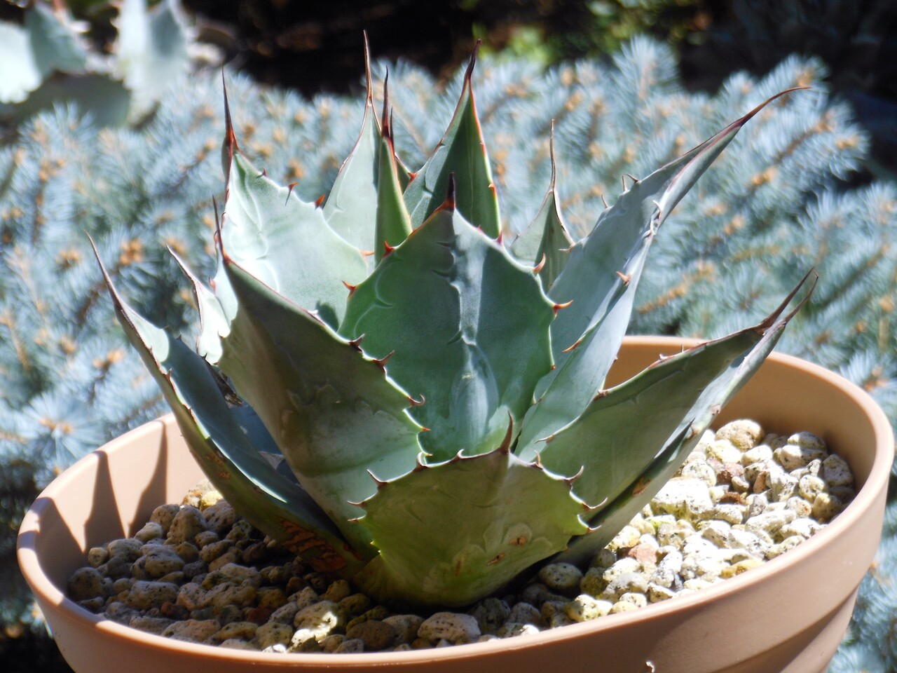 アガベ』【パラサナ】 : 【BOTANICAL MAJESTY】