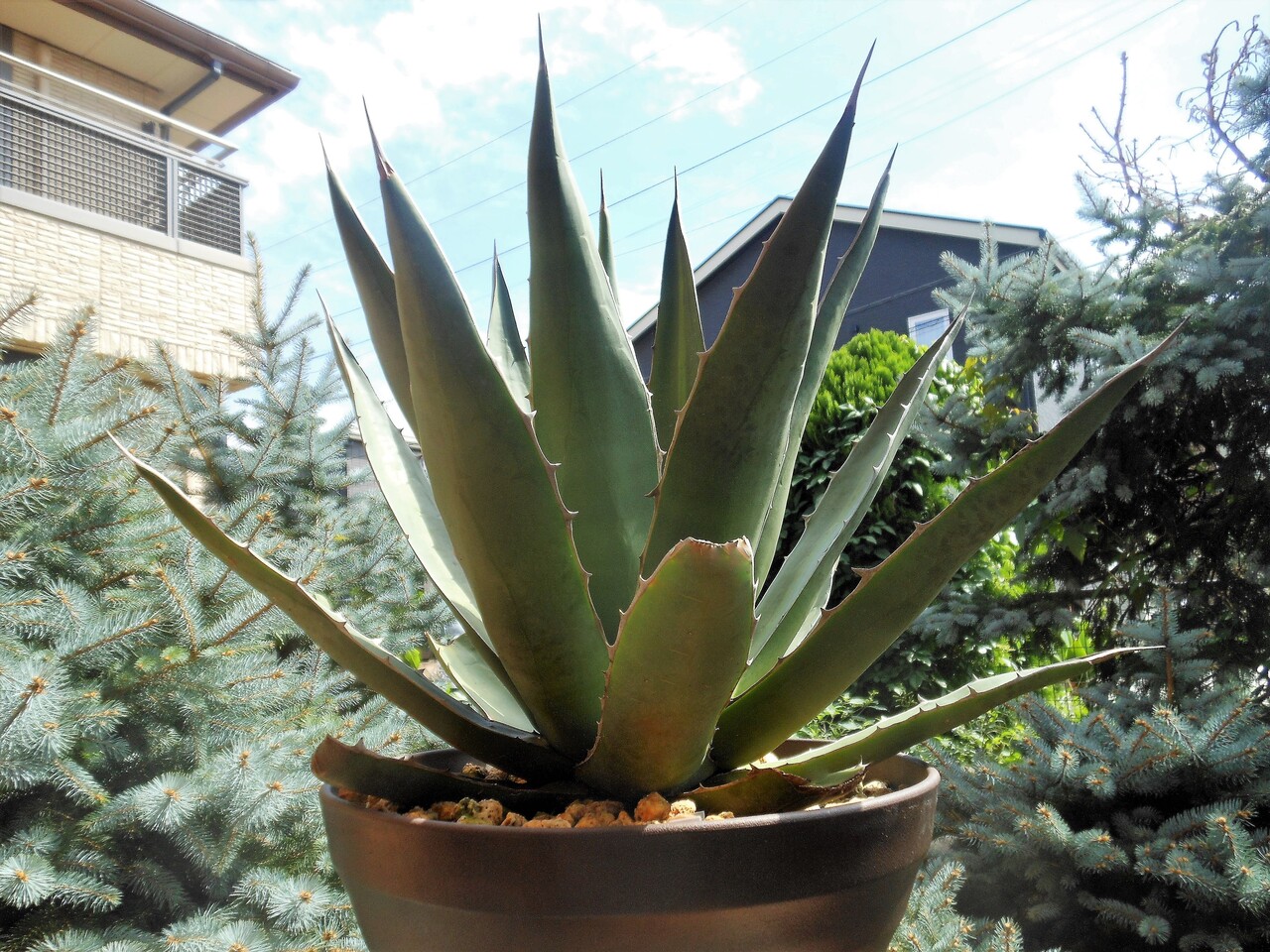 値下げ❗️ アガベ　ホリダ　ペロテンシス　斑入り　子株 アガベ』【ホリダ ペロテンシス】 : 【BOTANICAL MAJESTY】