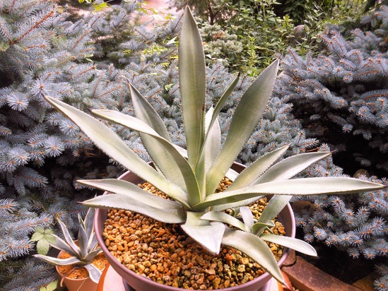 【現品】アガベ・マーフィー・バリエガータ　斑入りマーフィー　8号　３S番 3f61e644-s.jpg