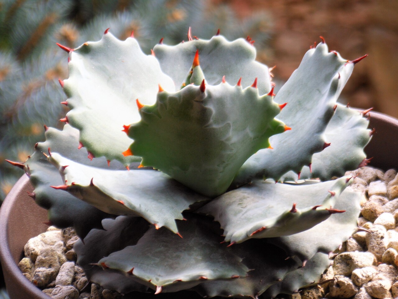 アガベ アトミックゴールド 重田怒雷神錦クローン株 【公式通販】