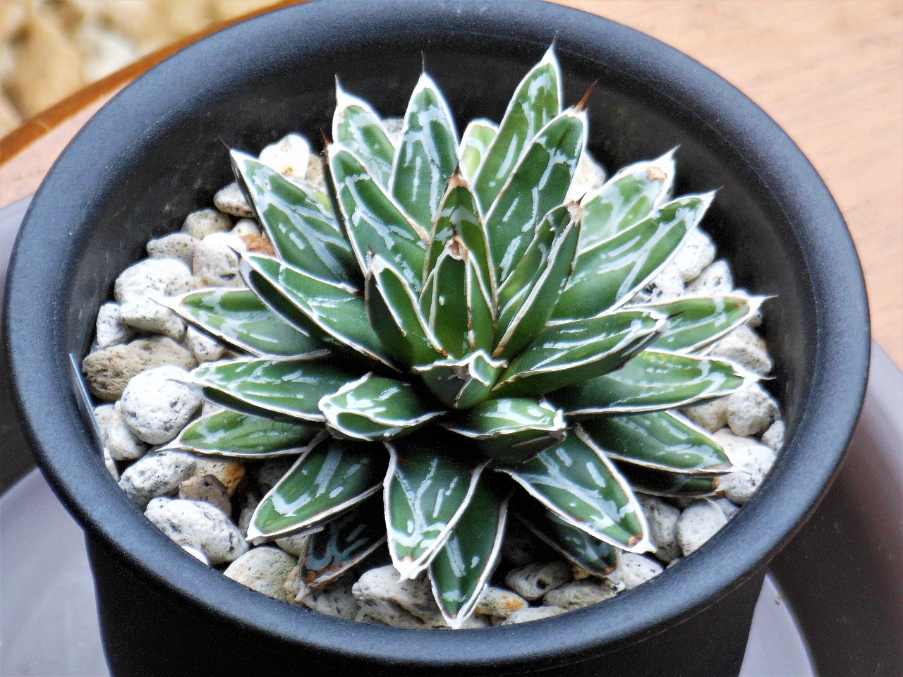 やましち山野草店 / 多肉植物 アガベ 王妃笹の雪 A型 7.5〜9cm