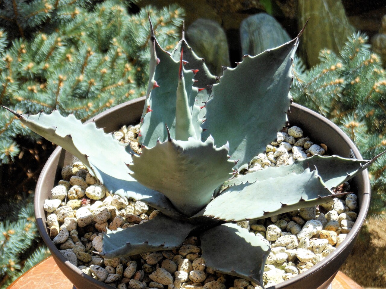 アガベ』【テマカプリネンシス】 : 【BOTANICAL MAJESTY】