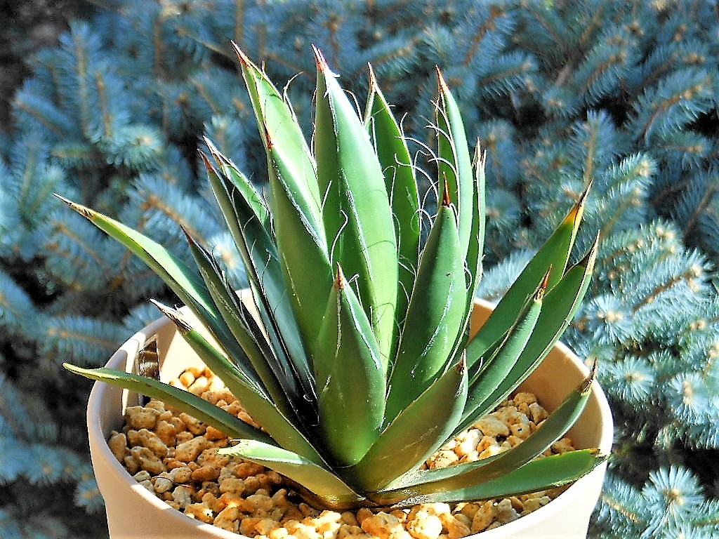 大株 アガベ フィリフェラ シジゲラ ロイヤルフラッシュ 斑入り /笹の