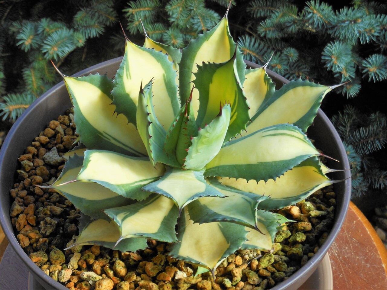 アガベ』【イシスメンシス ラムランナー】 : 【BOTANICAL MAJESTY】