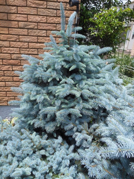 コロラドトウヒ　ベイビーブルーアイ プンゲンストウヒ』【ベイビーブルーアイ】 : 【BOTANICAL MAJESTY】