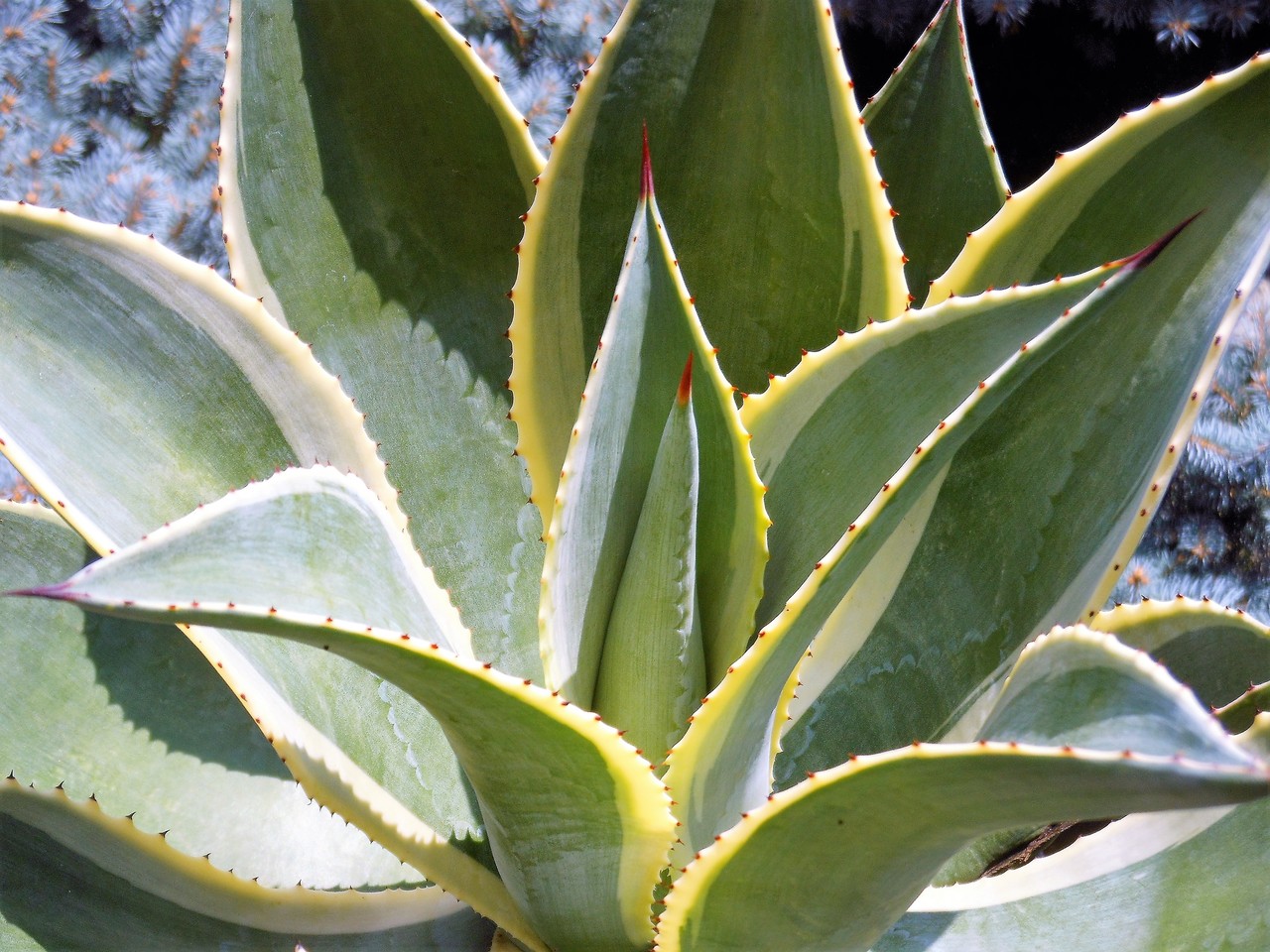 アガベ』【セルシー マルチカラー】（セルシー錦） : 【BOTANICAL