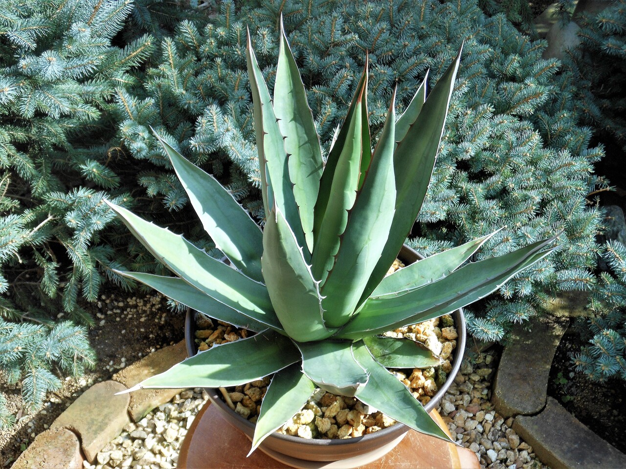 アガベ ホリダ ペロテンシス　大株　約60cm アガベ』【ホリダ ペロテンシス】 : 【BOTANICAL MAJESTY】