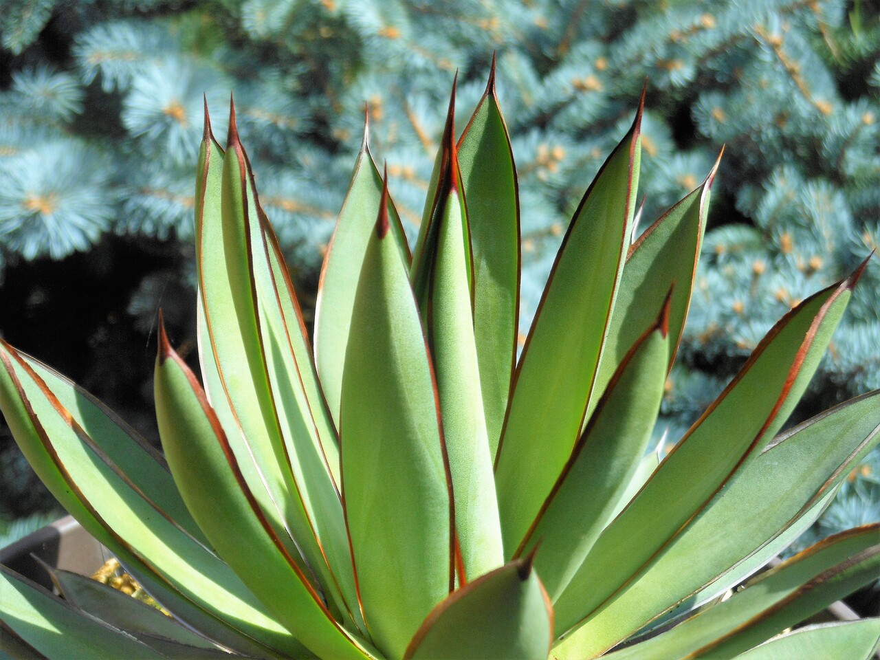 アガベ』【バーント バーガンディ from 台湾】［仮称］【仮説：青蓮