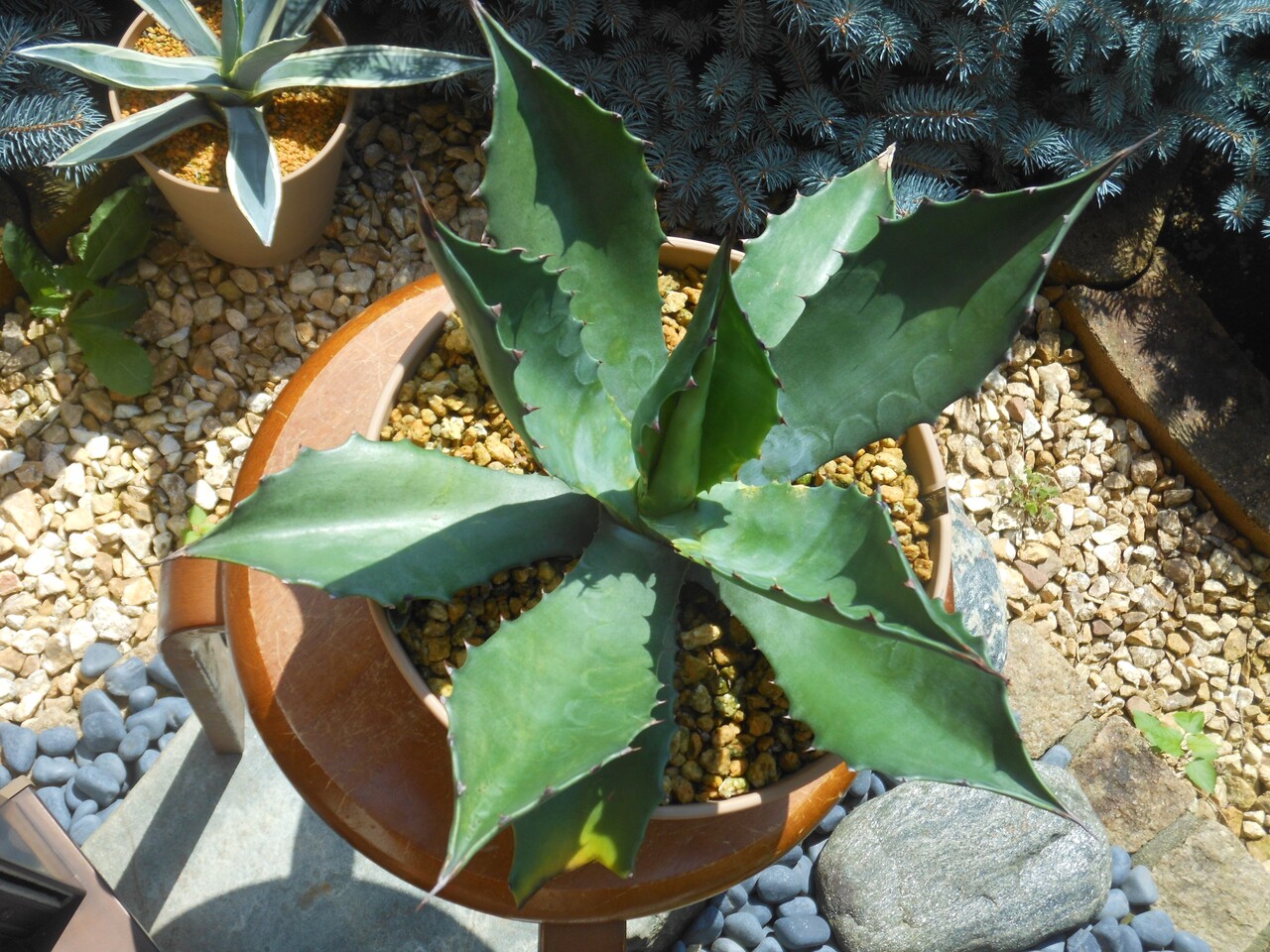 アガベ』【サルミアナ フェロックス グリーンゴブレット