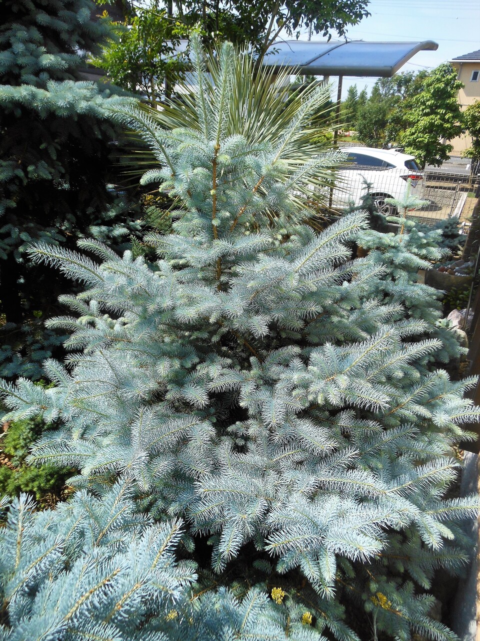 プンゲンストウヒ』【エディス】 : 【BOTANICAL MAJESTY】