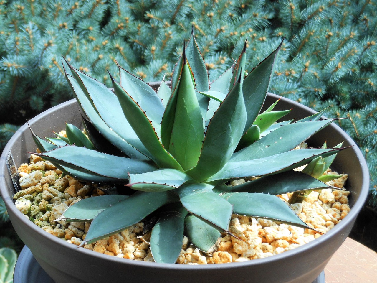 アガベ　イシスメンシス✖️フィリフェラ　２個セット アガベ』【イシスメンシス × フィリフェラ】1-2 : 【BOTANICAL