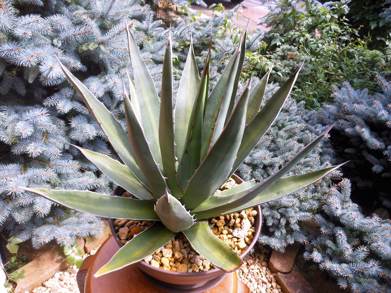 アガベ』【ホリダ ペロテンシス】 : 【BOTANICAL MAJESTY】