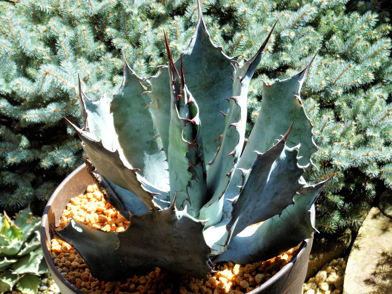 アガベ』【コロラータ シュプリーム】 : 【BOTANICAL MAJESTY】