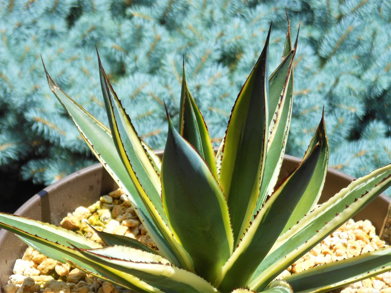 アガベ』【サングロー】（ブルーグロー黄覆輪） : 【BOTANICAL MAJESTY】