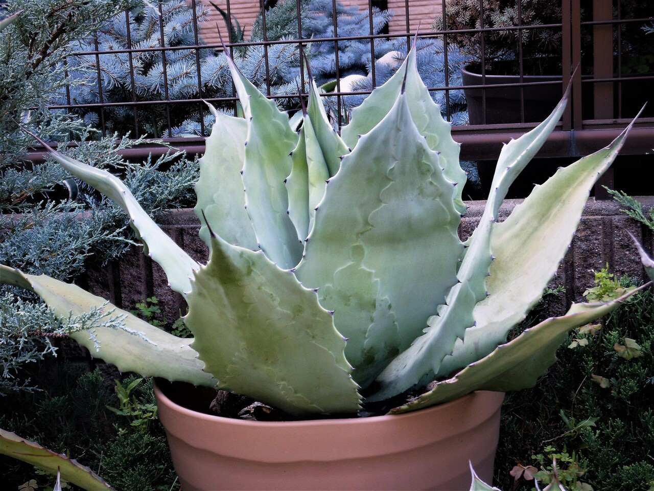 アガベ 超大株 輸入株 シュリペイマグナ 【公式通販】