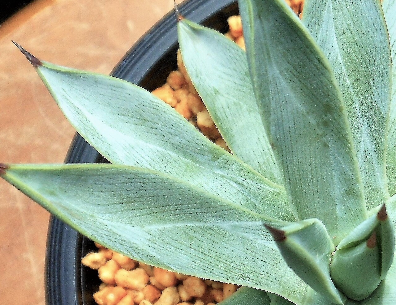 アガベ』【冥王】 : 【BOTANICAL MAJESTY】