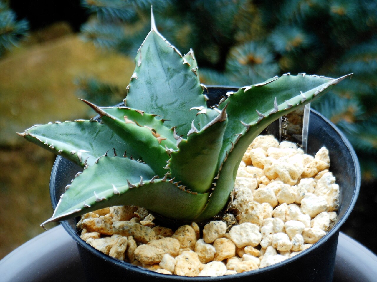 アガベ』【チャザロイ】 : 【BOTANICAL MAJESTY】