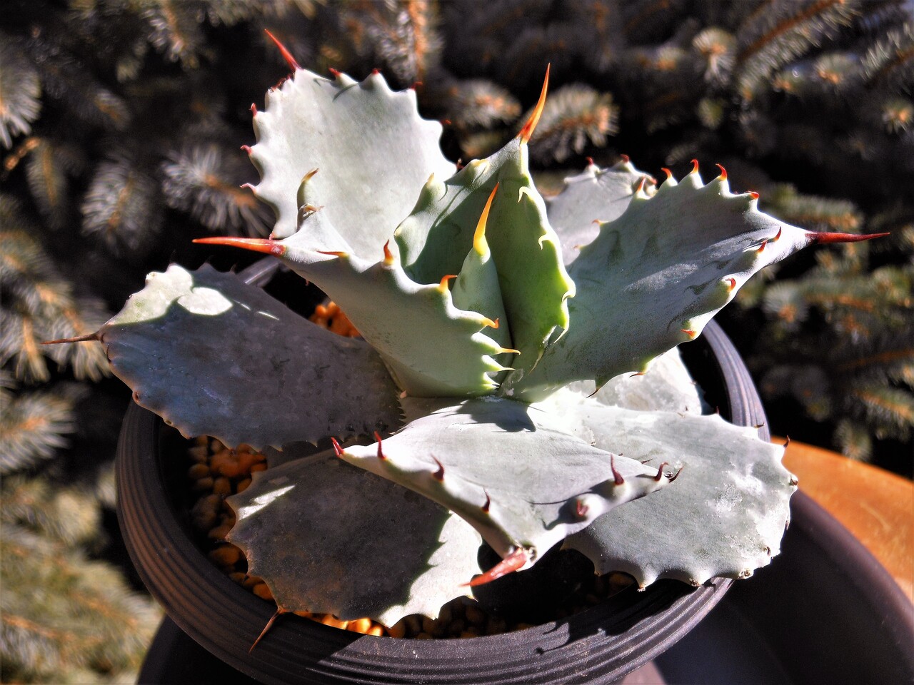 アガベ　コロラータ　シュプリーム アガベ』【コロラータ シュプリーム】 : 【BOTANICAL MAJESTY】