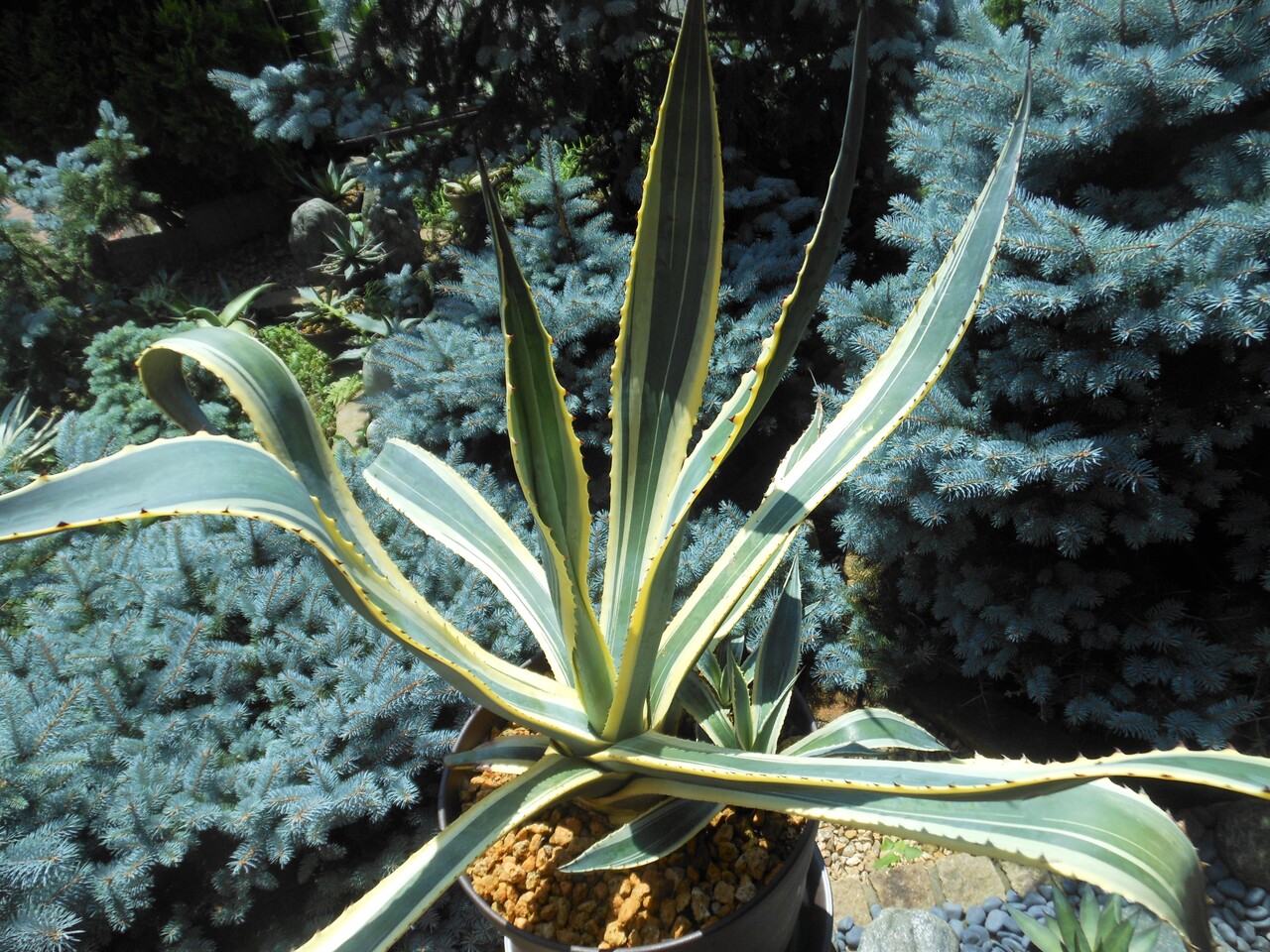 アガベ』【サルミアナ アンガスティフォリア バリエガータ