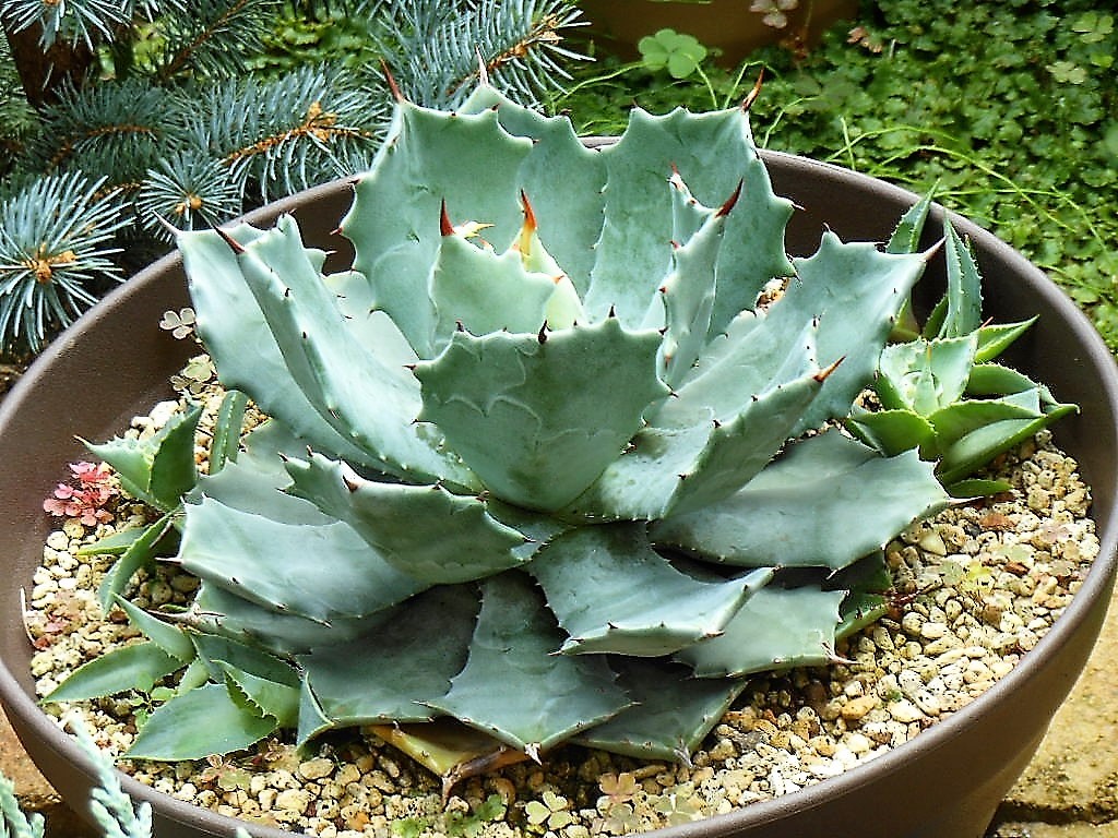 アガベhyb ポタトラムスポーン× イシスメンシス 斑入り アガベhyb ポタトラムスポーン× イシスメンシス 斑入り（アガベ