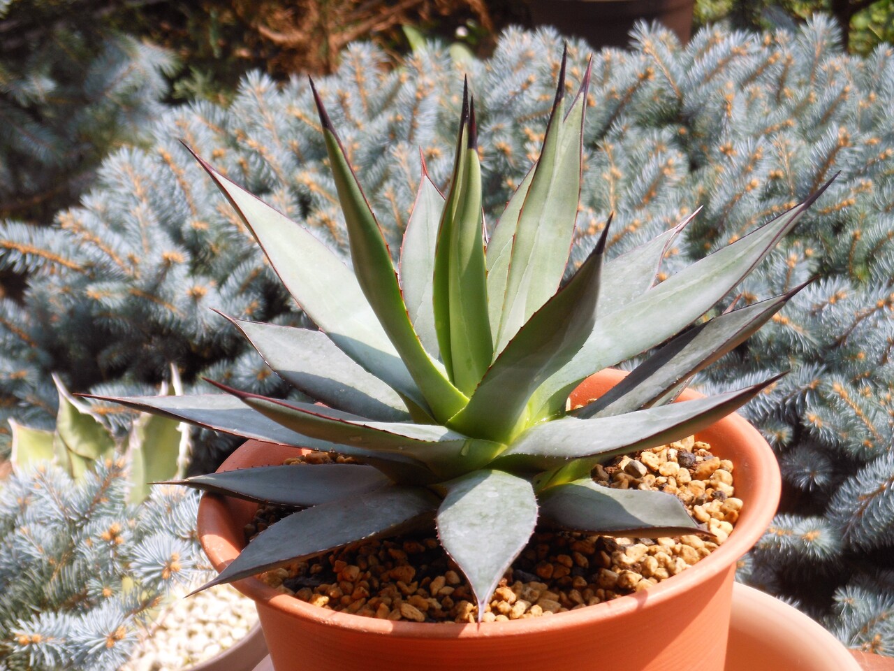 アガベ』【ロマニー】 : 【BOTANICAL MAJESTY】