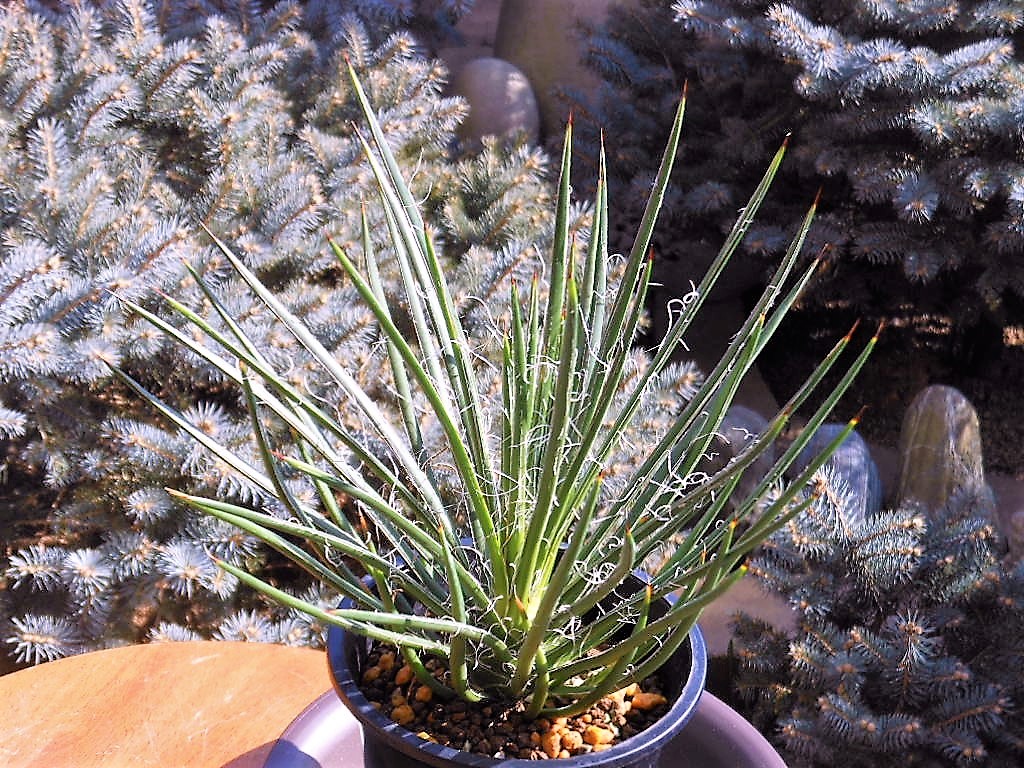 アガベ　ジェミニフローラ覆輪斑 アガベ ジェミニフローラ覆輪斑 - メルカリ