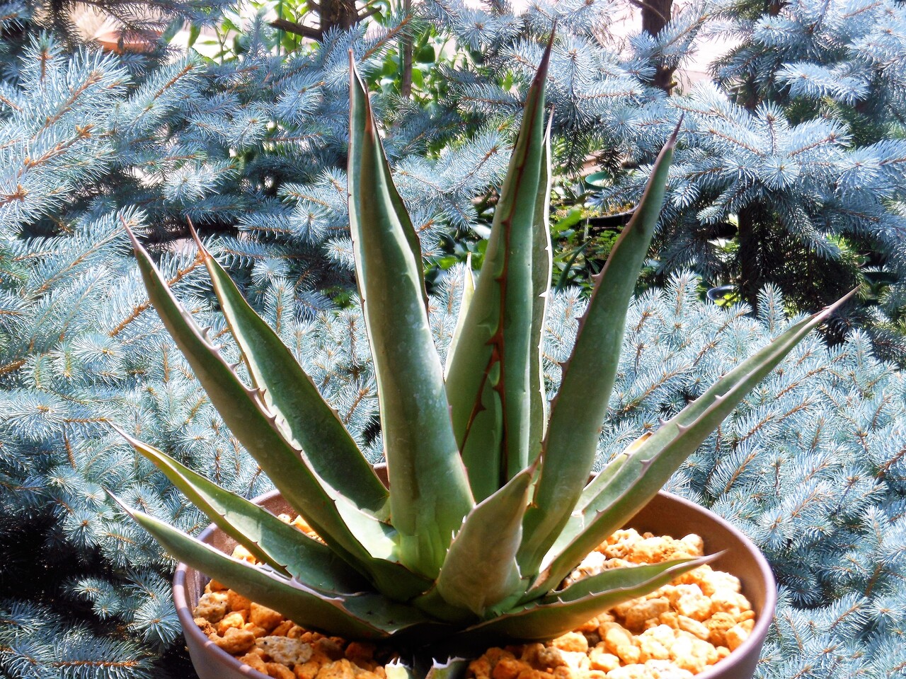 アガベ』【ホリダ ペロテンシス】 : 【BOTANICAL MAJESTY】