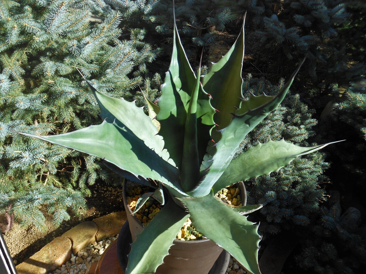 Agave アガベ　サルミアナ フェロックス ベルビル Agave アガベ サルミアナ フェロックス ベルビル 楽天市場