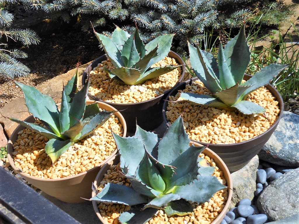 アガベ』【パラサナ ミートクロウ】 : 【BOTANICAL MAJESTY】