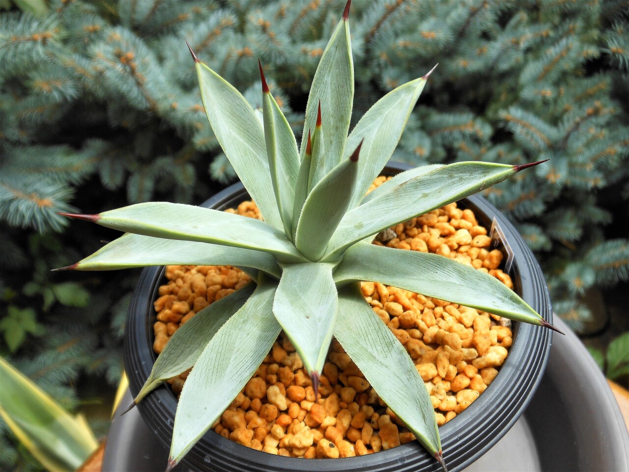 アガベ プルート 6号 B9激レア高級品種 アガベ チタノタ 綠幽靈 agave