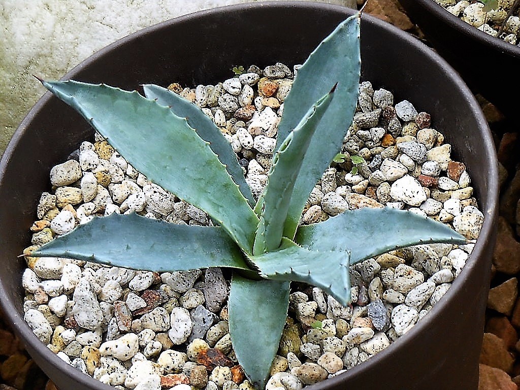 アガベ エクスパンサ 抜き苗 カキ仔✕2 大株！ アガベ 吉祥冠錦 アガベ