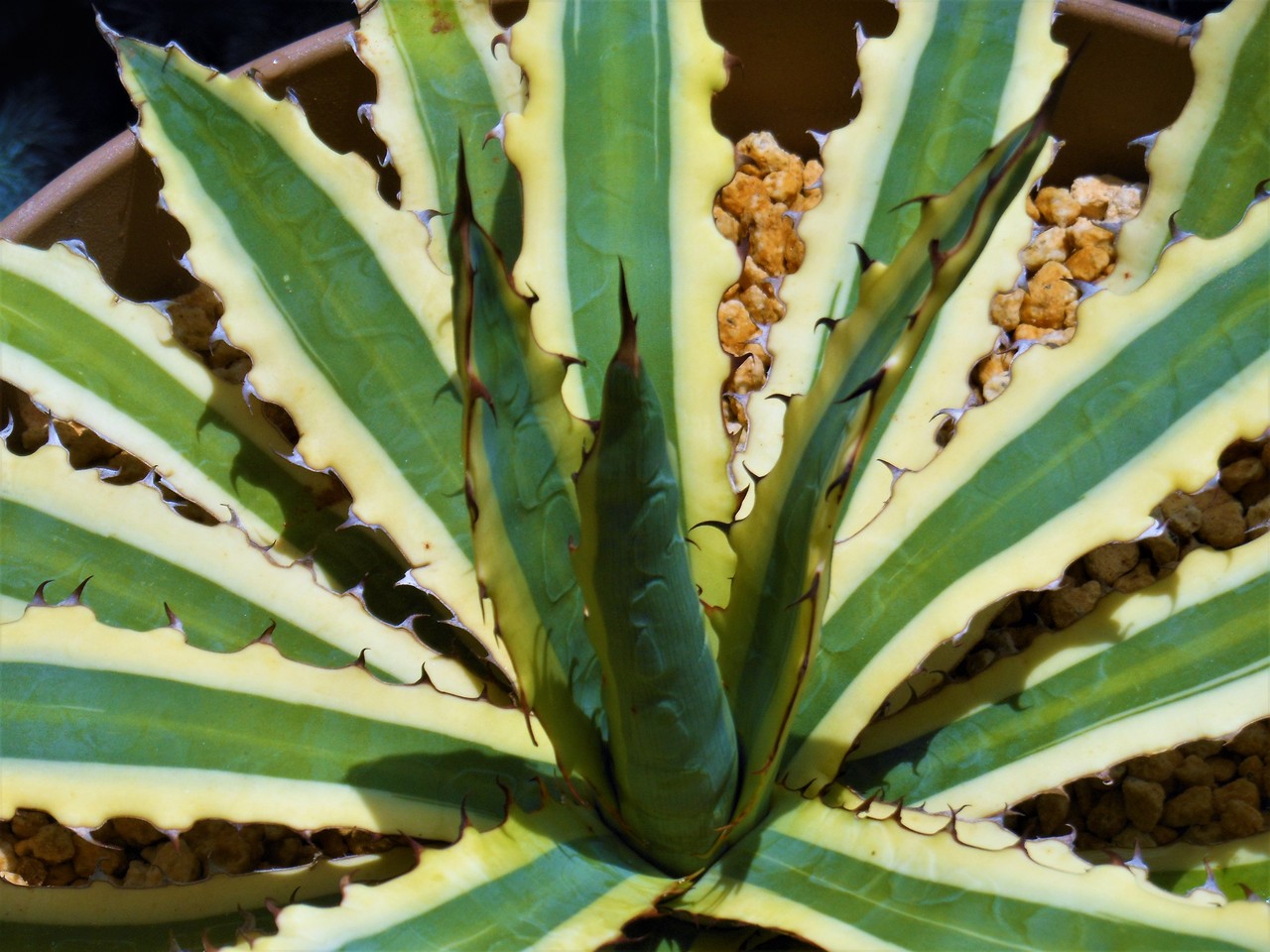 アガベ』【キシロナカンサ フロストバイト】 : 【BOTANICAL MAJESTY】