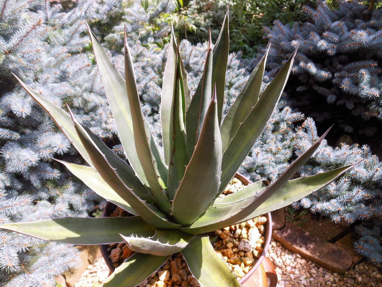 アガベ』【ホリダ ペロテンシス】 : 【BOTANICAL MAJESTY】