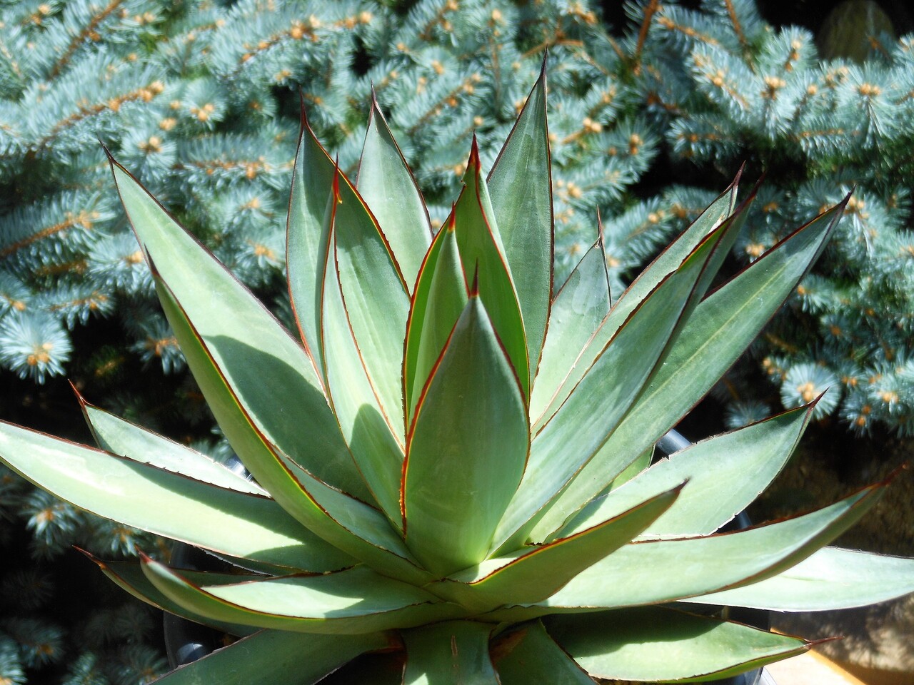 アガベ』【ロマニー】 : 【BOTANICAL MAJESTY】