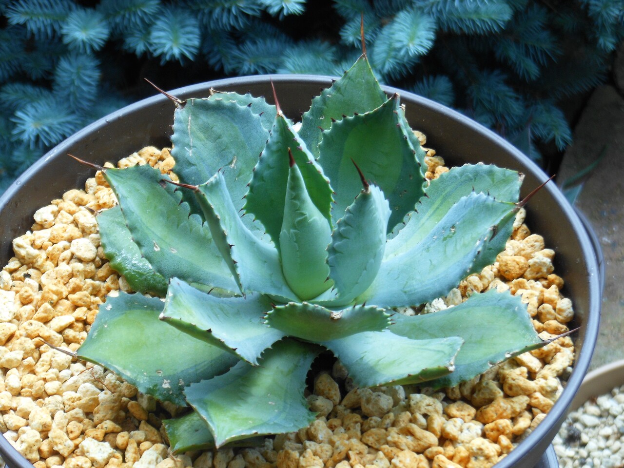 アガベ 多肉植物 ラムランナー 自家育成極上斑美株