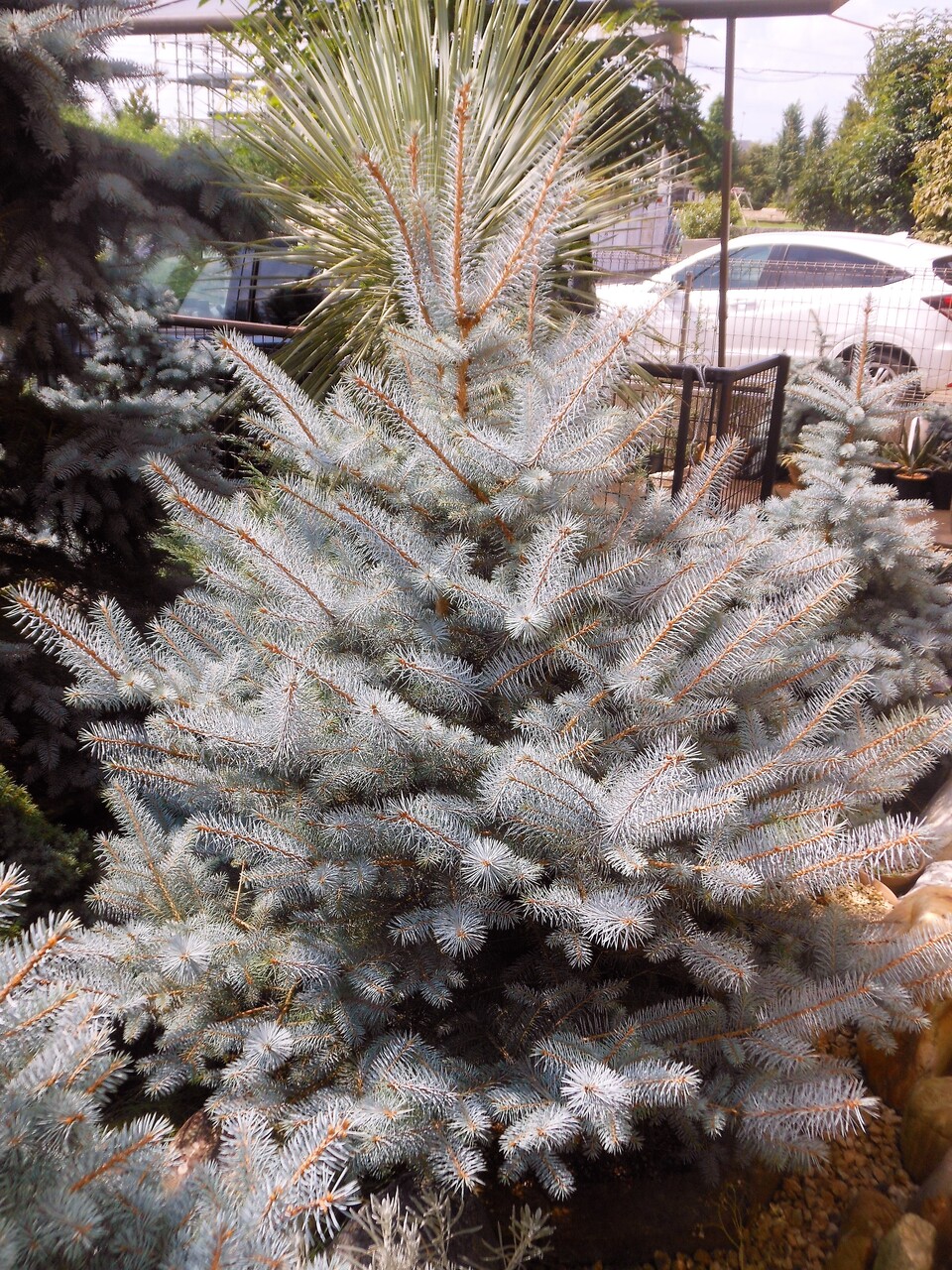 プンゲンストウヒ』【エディス】 : 【BOTANICAL MAJESTY】