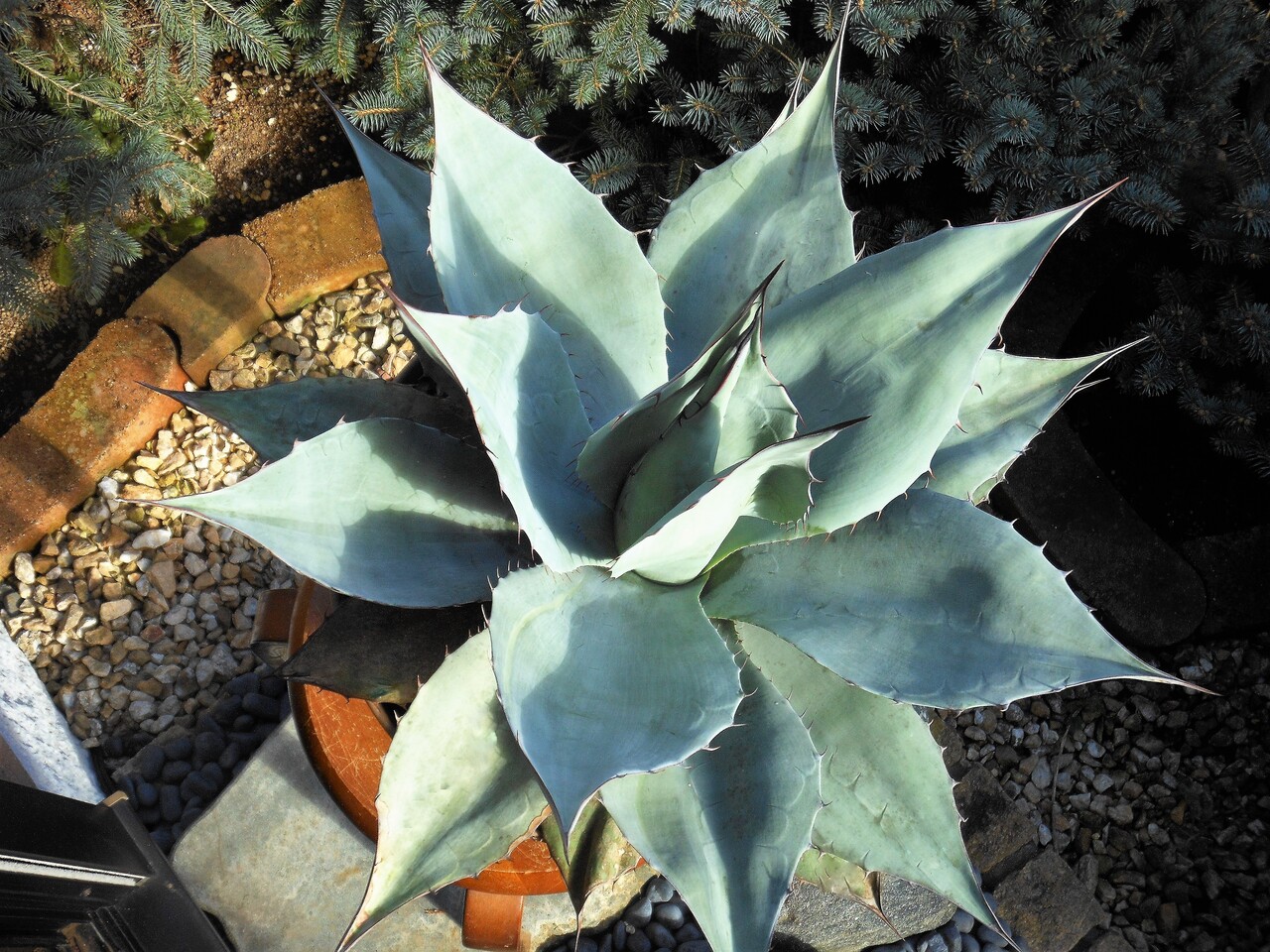 アガベ オバティフォリア キラー 子株(検 パリー パラサナ オルカ