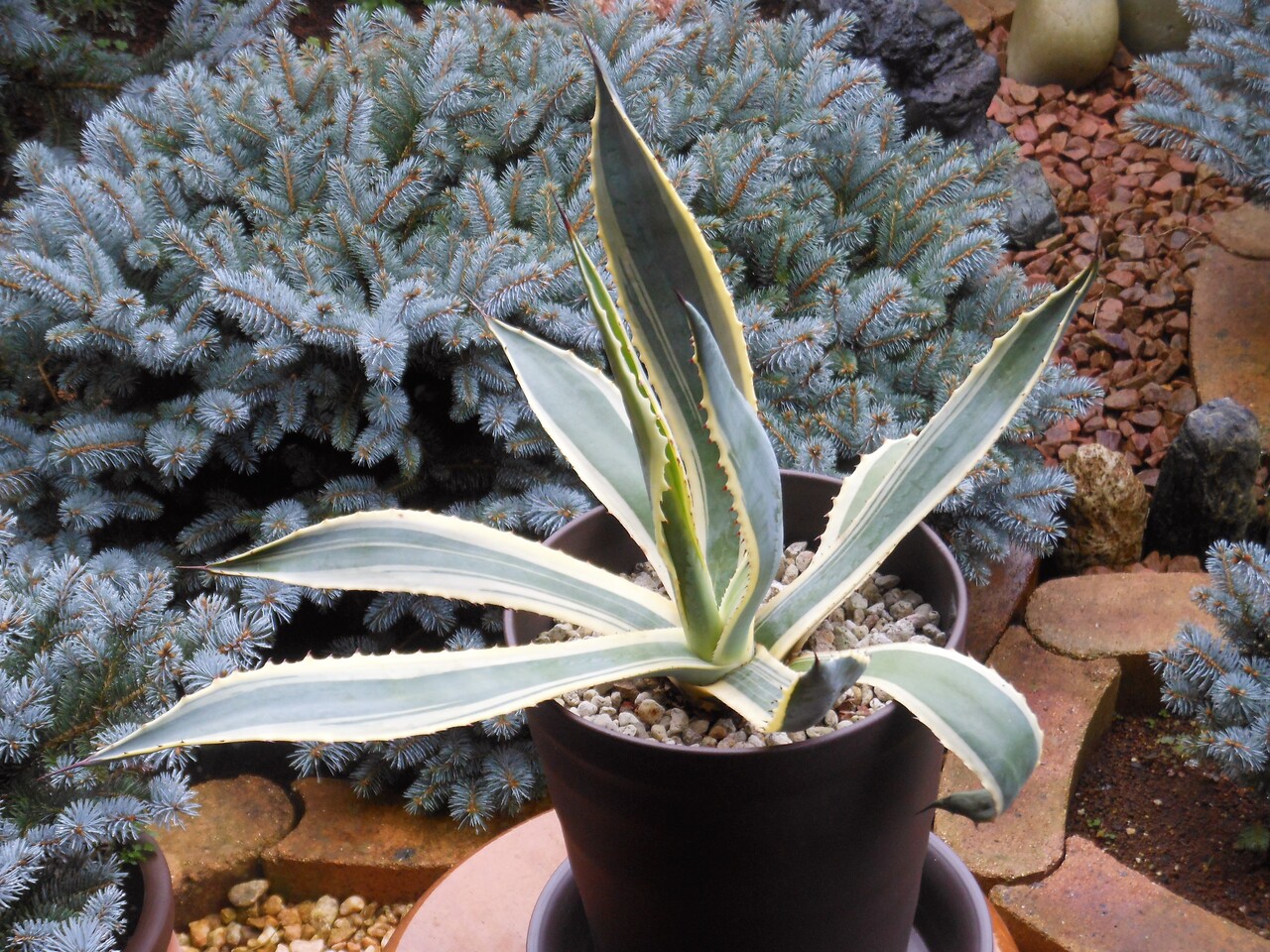 アガベ』【サルミアナ アンガスティフォリア バリエガータ