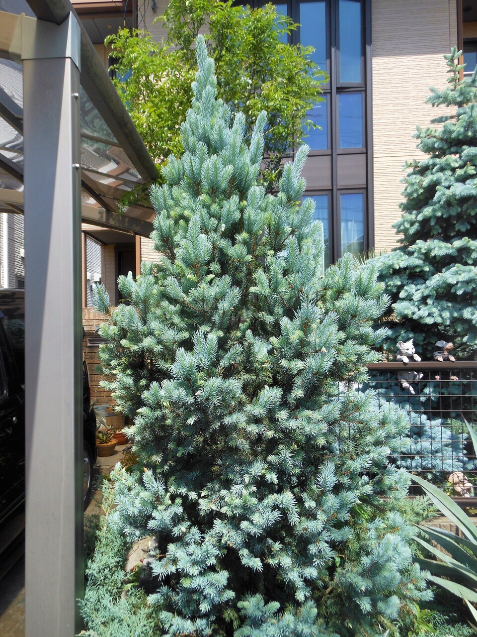 プンゲンストウヒ』【アイゼリー・ファスティギアータ】 : 【BOTANICAL