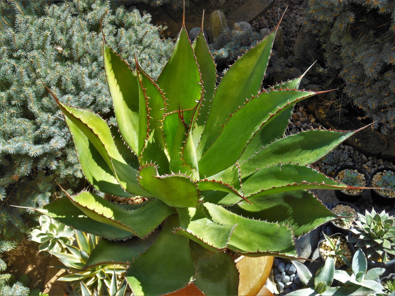 アガベ ボビコルヌータ - Johnny the planter 822○ アガベ