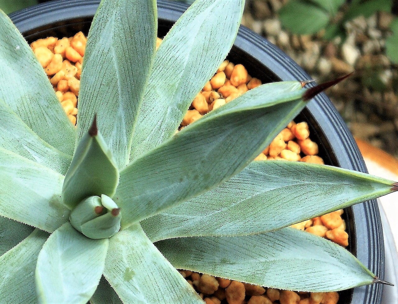 アガベ プルート 冥王 アガベ プルート 冥王 【公式通販】