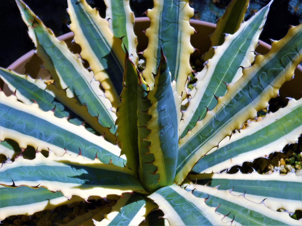 アガベ　フロストバイト　大株 アガベ』【キシロナカンサ フロストバイト】 : 【BOTANICAL MAJESTY】