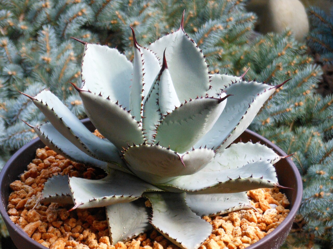 白峯園 ドラゴントゥース アガベ ピグマエア a3 多肉植物