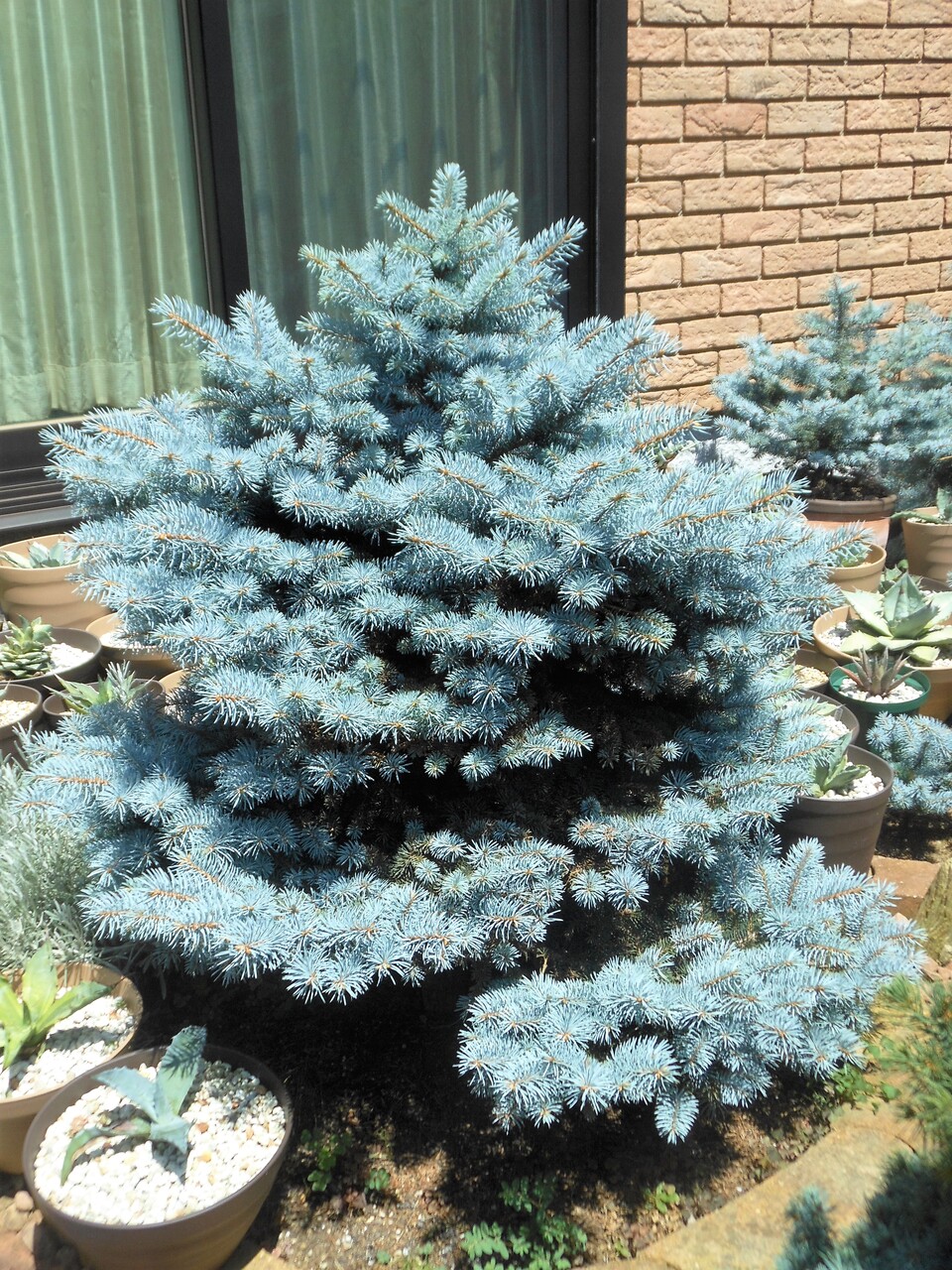 矮性　コロラドトウヒ　プンゲンストウヒ picea pungens コニファーの最高峰！クリスマスの木・プンゲンストウヒ(コロラド