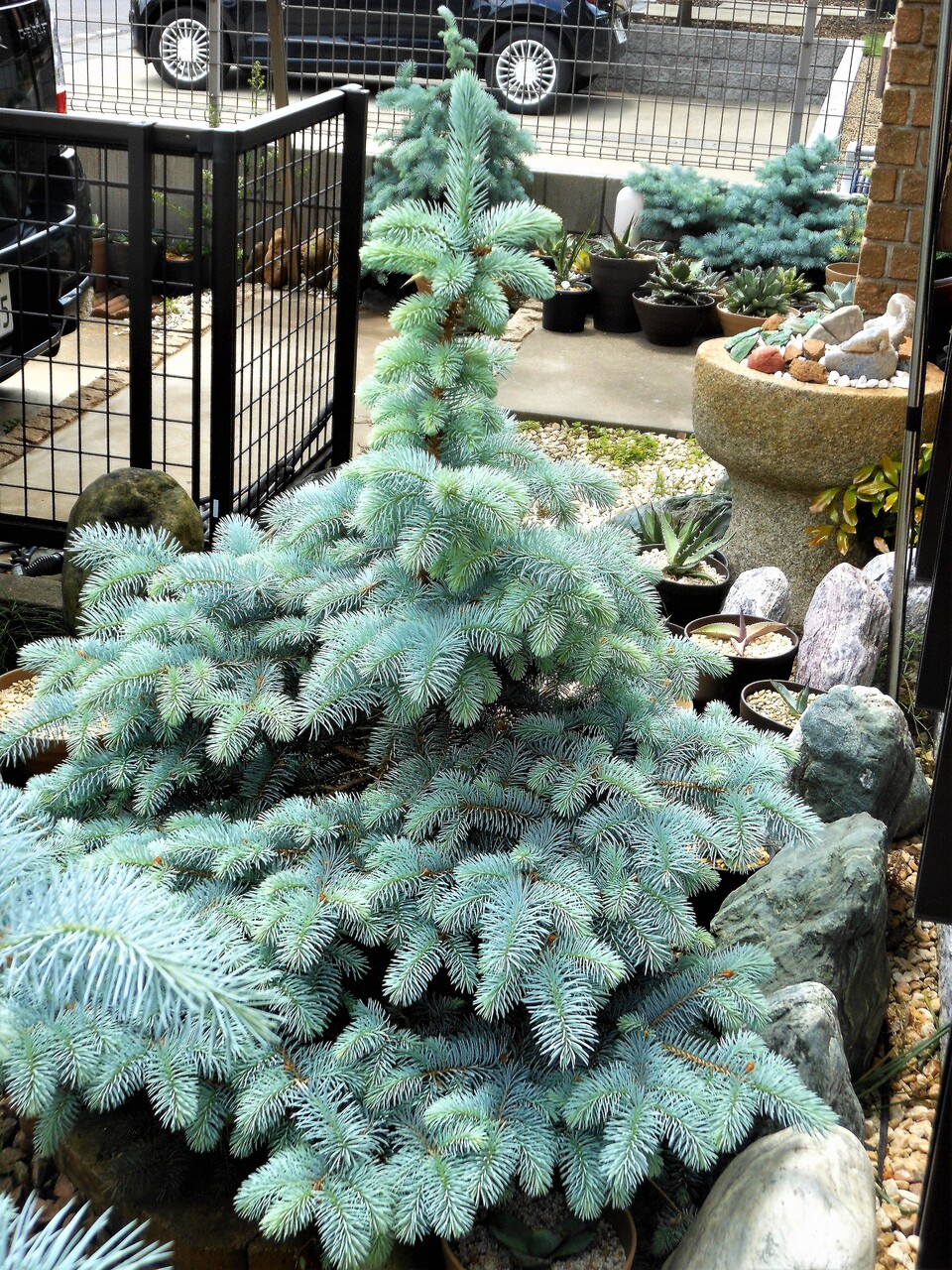 プンゲンストウヒ』【ホト】 : 【BOTANICAL MAJESTY】