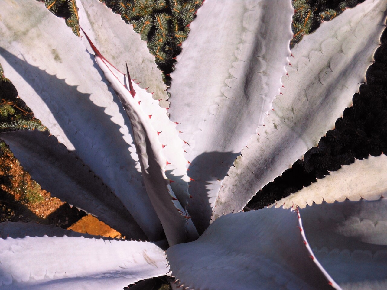 レア 白銀 アガベ アメリカーナ エクスパンサ （アブルプタ）検