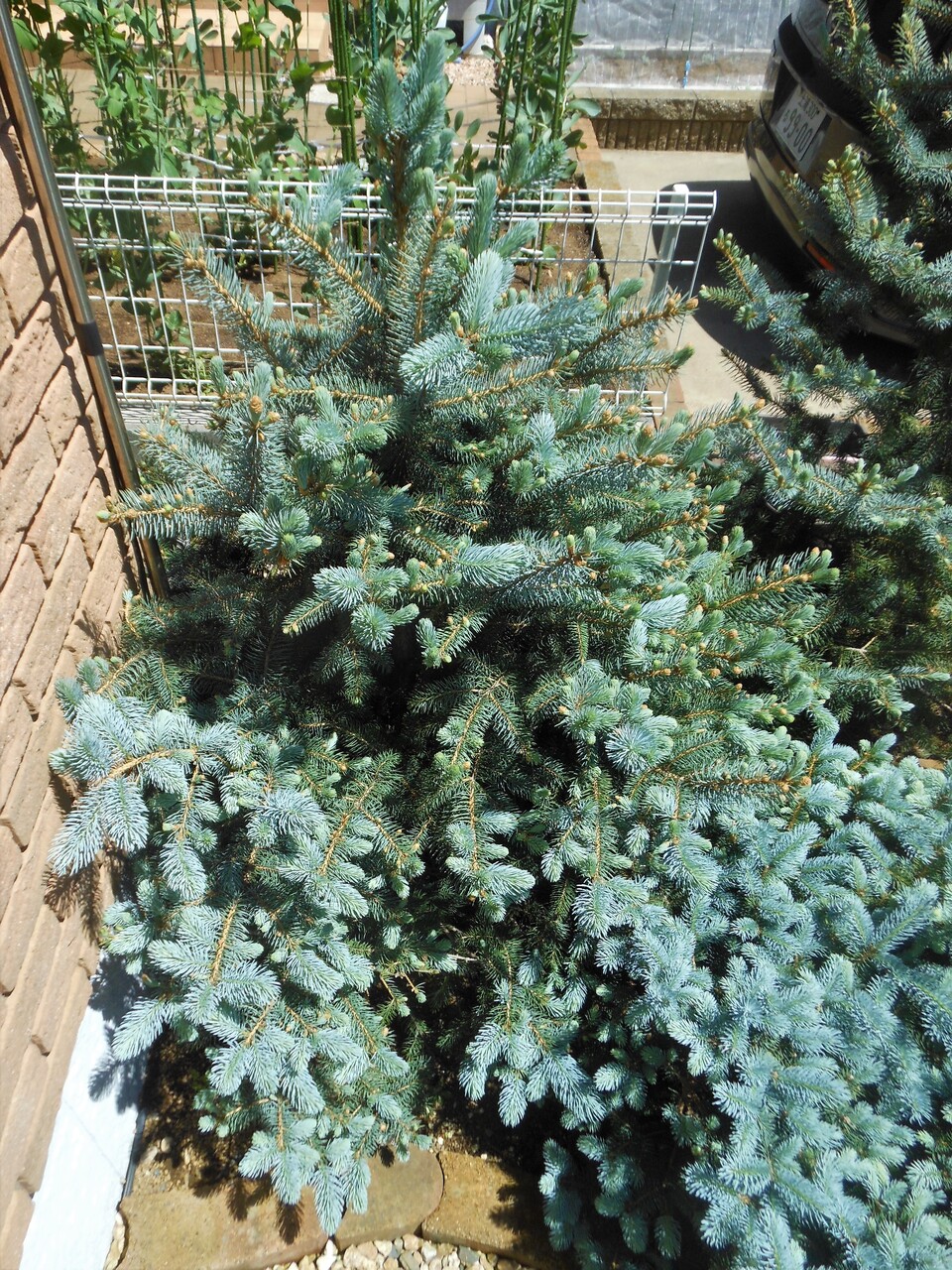 コロラドトウヒ　ベイビーブルーアイ プンゲンストウヒ』【ベイビーブルーアイ】 : 【BOTANICAL MAJESTY】