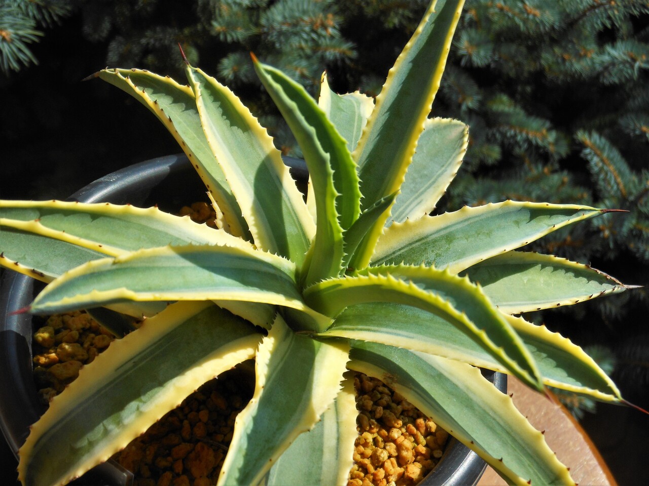 アガベ』【コルネリウス】 : 【BOTANICAL MAJESTY】