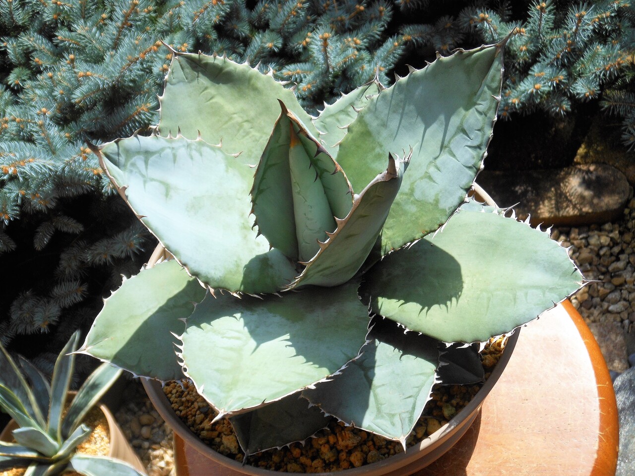 アガベ チタノタ ランチョタンバー 大株 幅広の葉 幅18㎝ 発根済